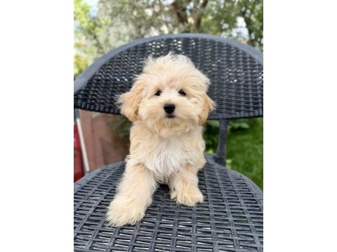 Kore maltipoo bebekler