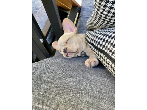 Irk garantili french bulldog