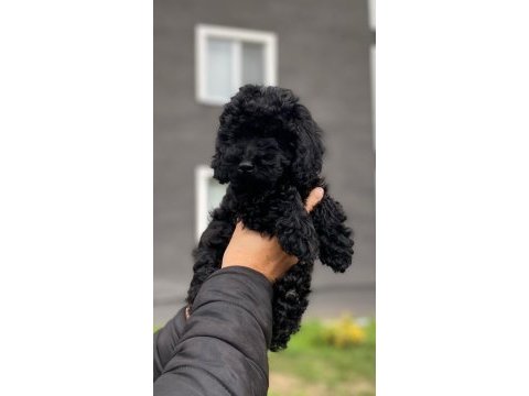 Safkan siyah poodle dişi bebek