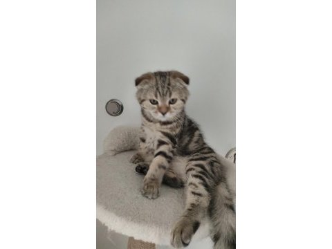 Scottish fold yavruları