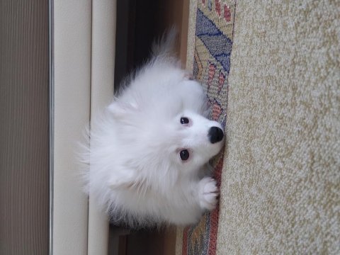 Pomeranian tilki surat