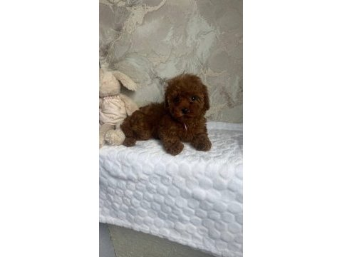 Kore toy poodşe yavrular