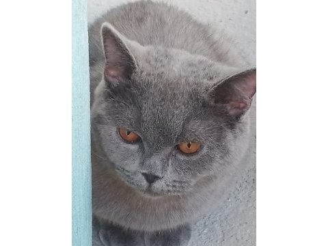 British shorthair güzel ve uysal kedimiz