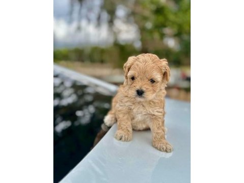 Üst kalite maltipoo bebeklerimiz sağlık garantili