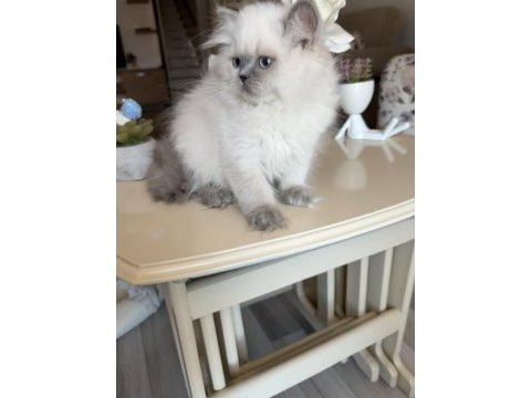 British longhair erkek kardeşler