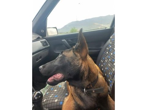 Türünün tek örneği malinois özel bir ırktır