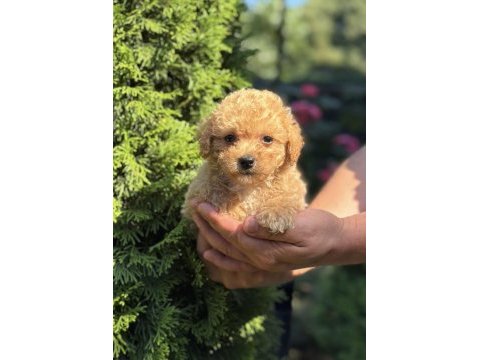 Biblo maltipoo erkek
