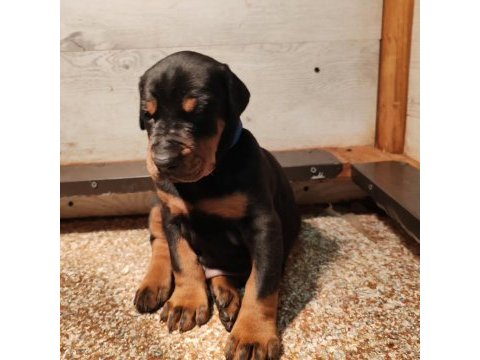 Safkan ev ortamı istanbul'da doberman