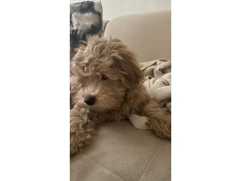 Maltipoo yavrumuz