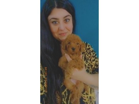 Toy poodle yavruları