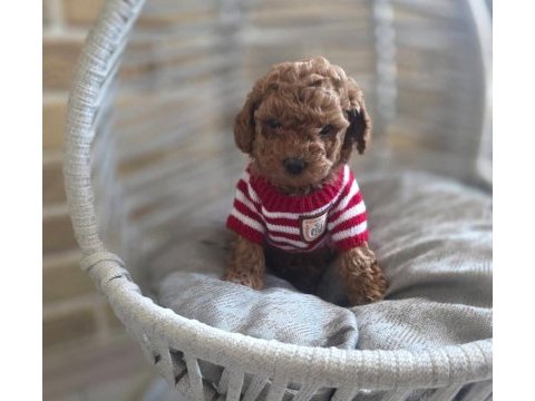 Sevimli toypoodle yavrularımız 
