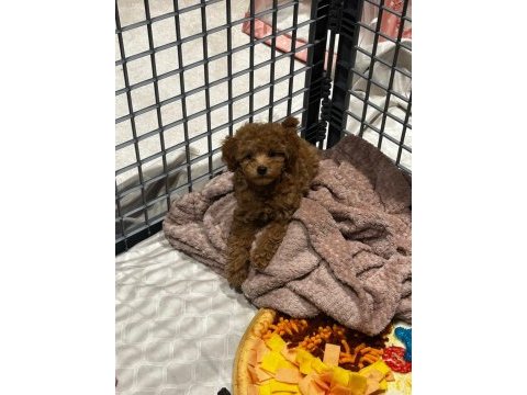 Kore kan poodle yavrularımız