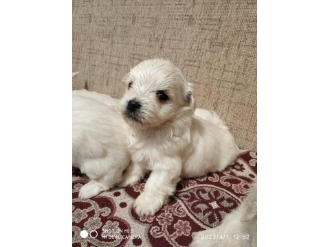 Bebeks maltipoo