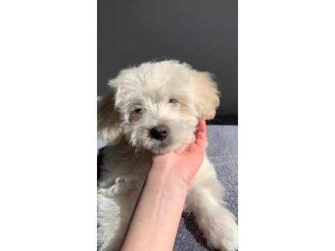 Maltese (terrier) 3 aylık