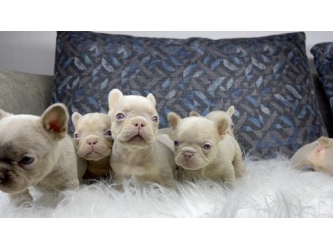 Renkli gözlü ev ortamında bakılan french bulldog yavrularım
