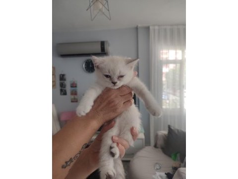 Scottish fold yavrular