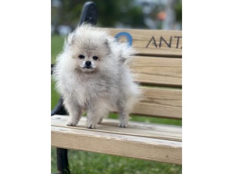 Teacup pomeranian boo