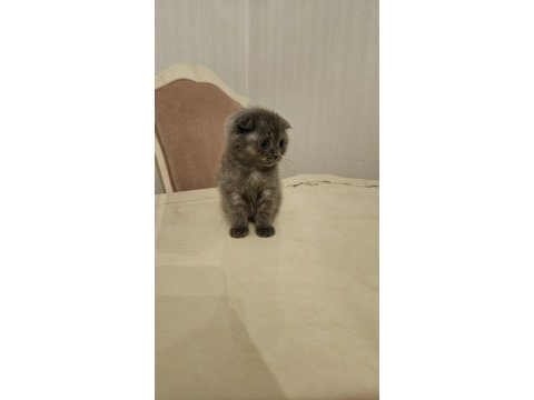 Sahibinden scottish fold