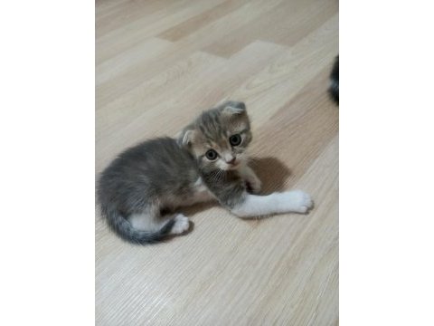 Scottish fold yavrularımız