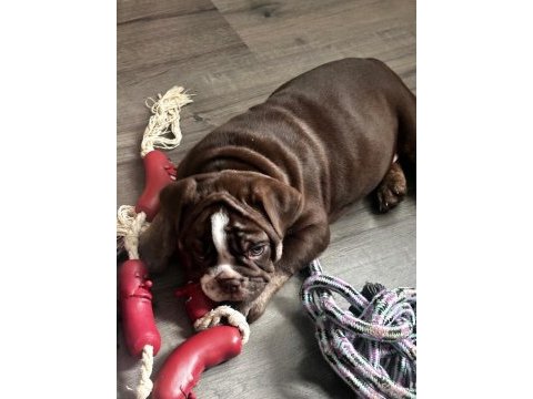 En iyi egzotik ingiliz bulldog yavrularımız