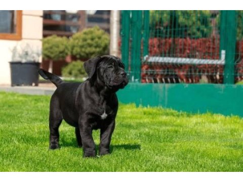 Ruhsatlı köpek çifliğinden cane corso yavrular a scrli