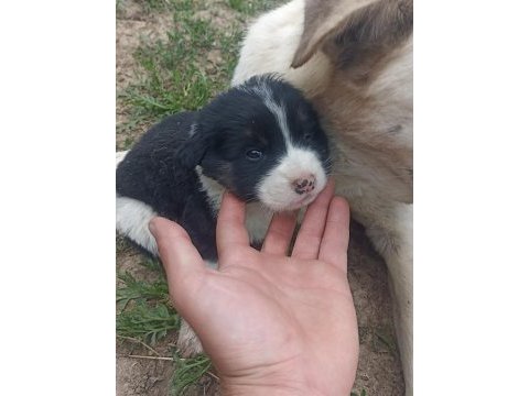 Safkan çoban köpeği