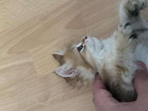 2.5 aylık erkek golden british longhair