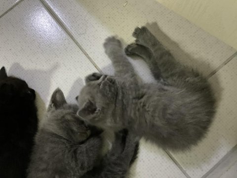 35 günlük safkan british shorthair
