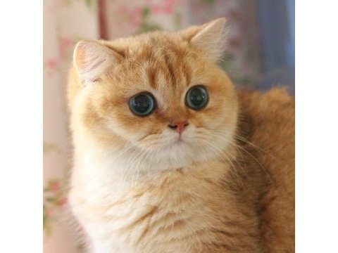 British shorthair dişi ve aktif erkek
