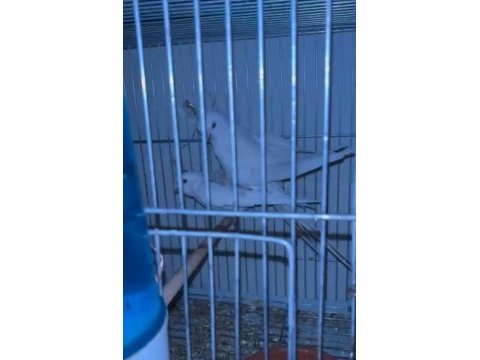 Erkek albino dişi heavy
