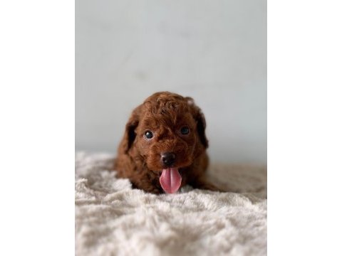 Ziyarete açık erkek dişi poodle bebekler 