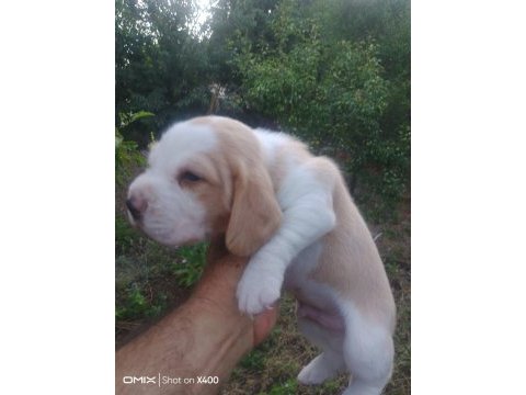 Sevimli safkan beagle yavrular