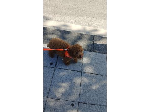 Toy poodle orjinal