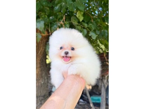 Sağlık ve ırk garantili pomeranian