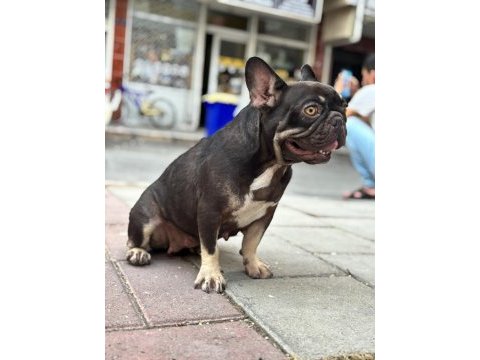 Coco tan dişi french bulldog