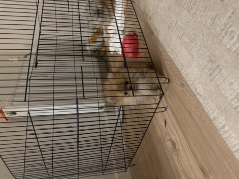 Orjinal 3 aylık dişi pomeranian boo
