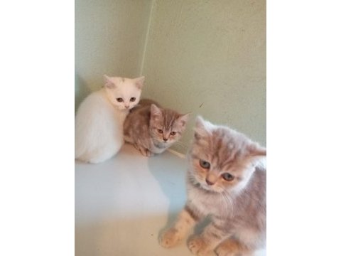 Yavru sahiplendirme british shorthair