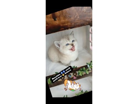 Munchkin cüce kedi ankara dişi ve erkek mevcuttur