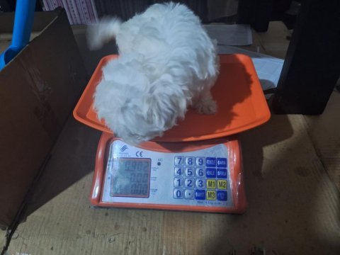 Orijinal 0 numara maltese 2 aylık dişi yavrular
