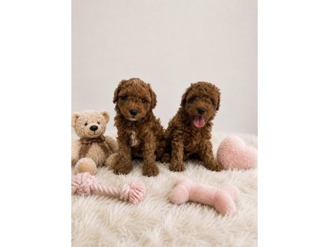 Anne altından orjinal toy poodle bebekler