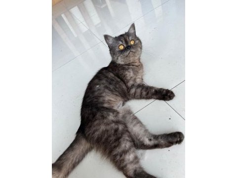 İran kedimiz sahiplendiriyoruz