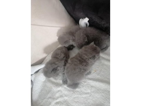 Scottish fold yavru antalya