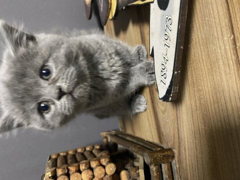 60 günlük british shorthair yavrular