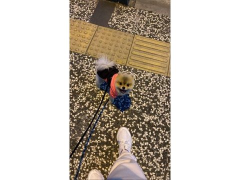 Black scin çok tatlı pomeranian yavrumuz verilecektir