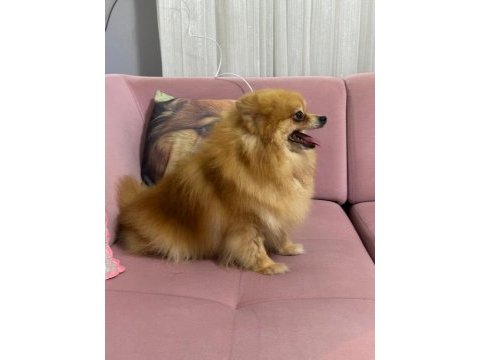 Pomeranian dişi yavru