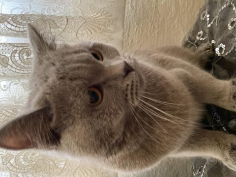 7 aylık british shorthair