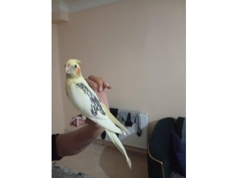 Zincir desen sultan papağanı