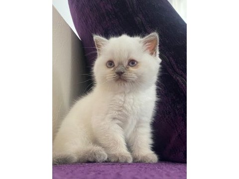 Siyam yavru blue point gibi tipi var