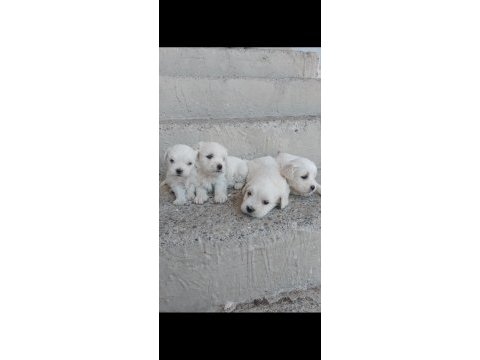 Maltese terrıer yavruları