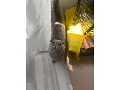 Kül kedisi prenses scottish fold